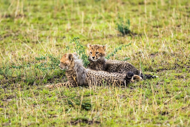 Dois filhotes de chita relaxando na savana