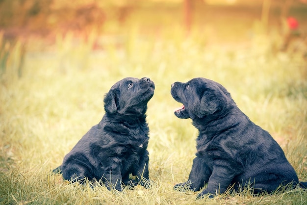 Dois filhotes de labrador retriever engraçados olhando um para o outro Cães brincam na grama no jardim de verão