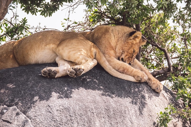 Foto dois filhotes de leão sentados em uma rocha sob uma árvore