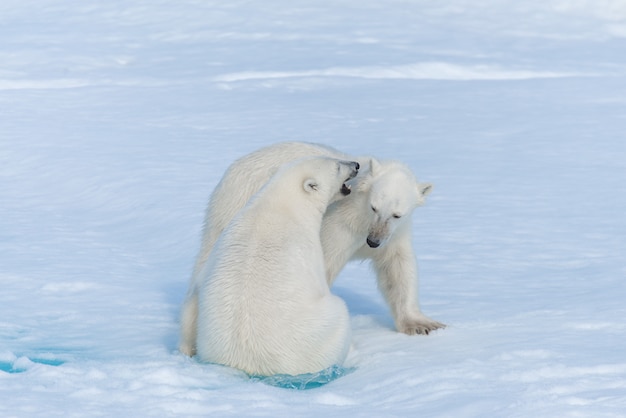 Dois filhotes de urso polar jovens selvagens brincando no gelo no mar ártico, ao norte de svalbard