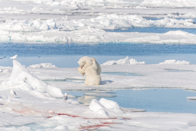 Dois filhotes de urso polar jovens selvagens brincando no gelo no mar Ártico, ao norte de Svalbard