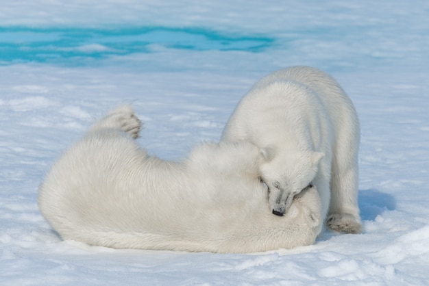 Dois filhotes de urso polar jovens selvagens brincando no gelo no mar Ártico, ao norte de Svalbard