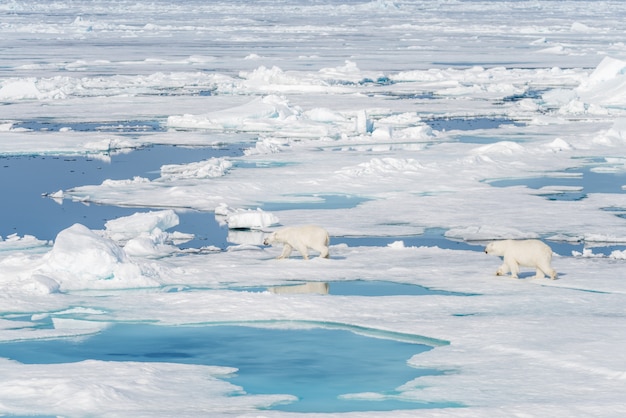 Dois filhotes de urso polar jovens selvagens brincando no gelo no mar Ártico, ao norte de Svalbard