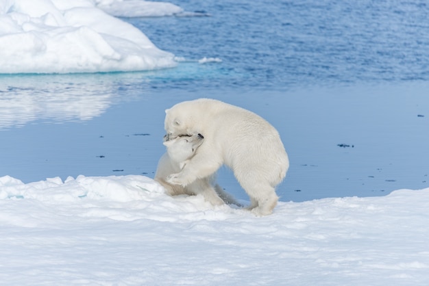 Dois filhotes de urso polar jovens selvagens brincando no gelo no mar Ártico, ao norte de Svalbard