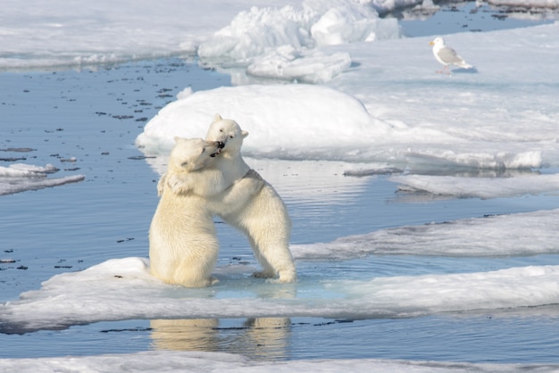 Foto dois filhotes de urso polar tocando juntos no gelo