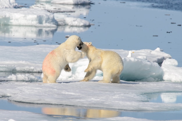 Foto dois filhotes de urso polar tocando juntos no gelo