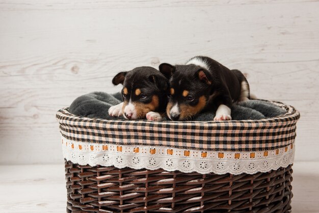 Dois filhotes tricolor basenji na cesta