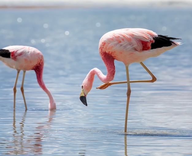 Dois flamingos andinos rosa selvagem e lago salgado na laguna Hedionda. Bolívia, América do Sul