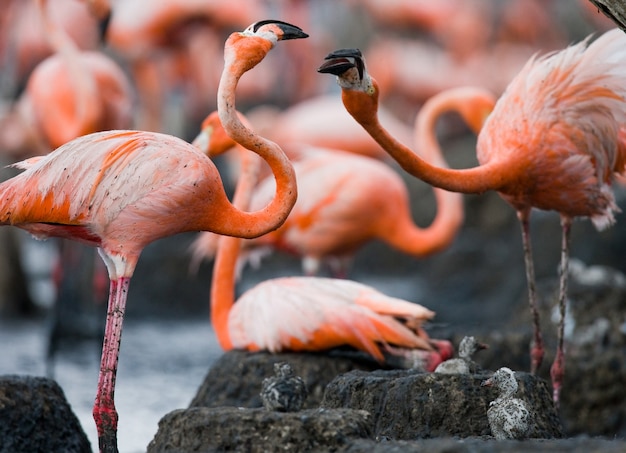 Dois flamingos caribenhos brincando um com o outro