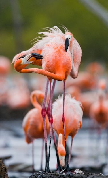 Dois flamingos caribenhos brincando um com o outro