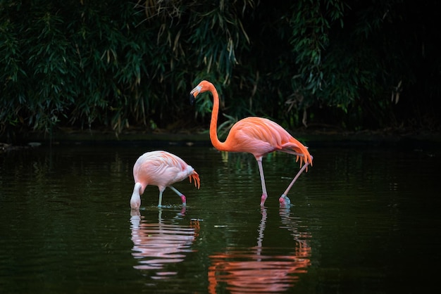 Dois flamingos caribenhos em um lago