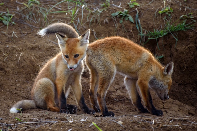 Dois Fox brincando com buracos