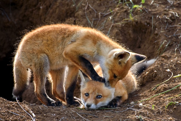 Dois Fox brincando com buracos