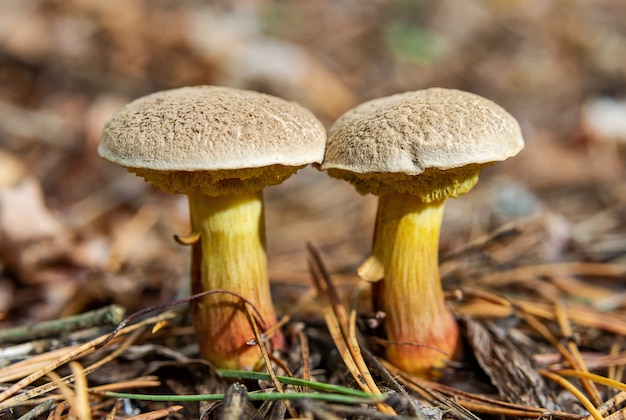 Dois fungos de Xerocomus subtomentosus crescendo na floresta de outono