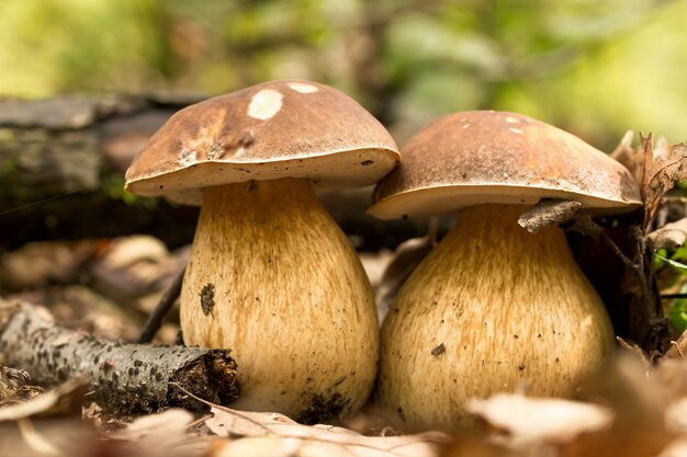 Dois fungos porcini na floresta de outono