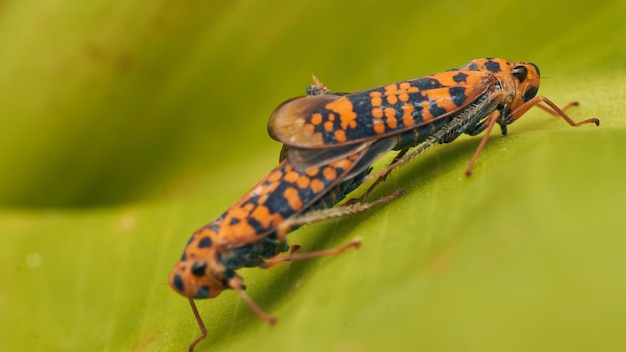 Dois gafanhotos laranja se acasalam em uma folha verde