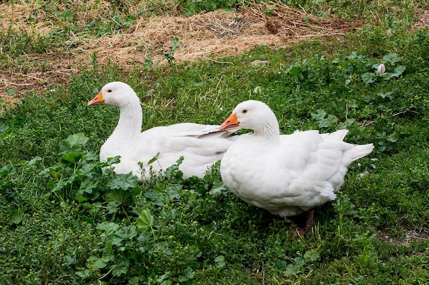 Dois gansos brancos sentados na grama no quintal