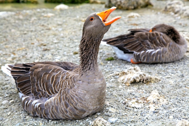 Dois gansos na margem do lago