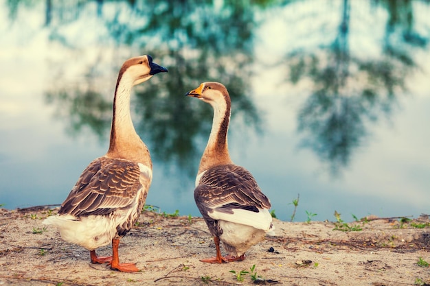 Dois gansos passeando ao longo da margem do lago