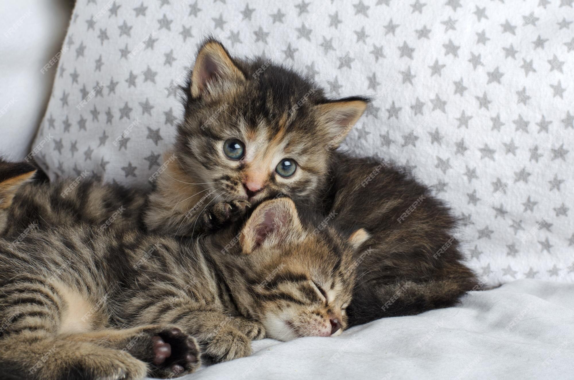 Jogos Dos Gatinhos Em Um Fundo Branco Imagem de Stock - Imagem de reto, gato:  7262627