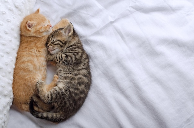 Dois gatinhos abraçados em uma cama