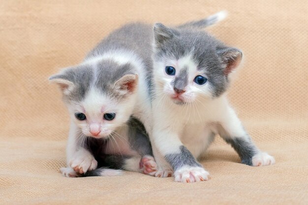 Dois gatinhos adoráveis brincando