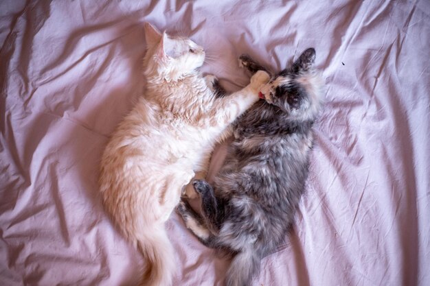 Dois gatinhos bonitos do Maine Coon estão jogando