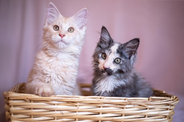 Dois gatinhos bonitos do maine coon estão sentados em uma cesta de vime, gatinhos vermelhos e tricolores