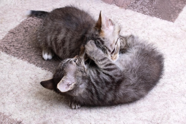 Dois gatinhos brincando em casa