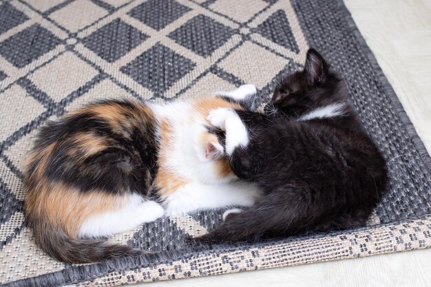 Dois gatinhos brincando no tapete