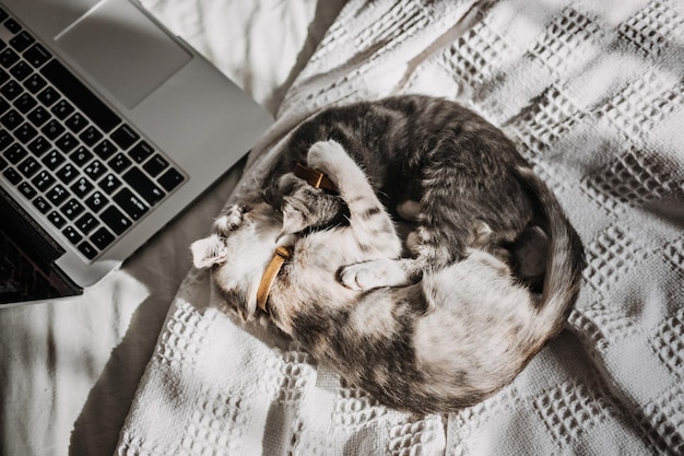 Dois gatinhos cinzentos adotados sem-teto felizes brincando perto do laptop na cama em casa à luz do sol