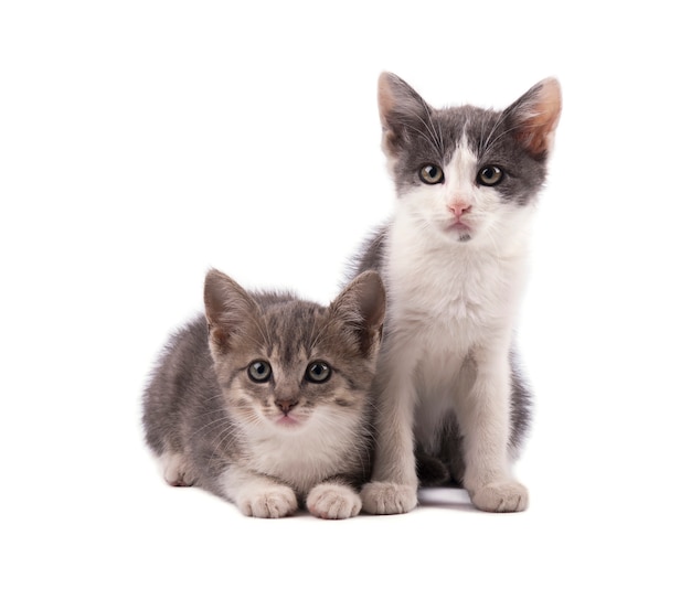 Foto dois gatinhos cinzentos bonitos isolados no fundo branco