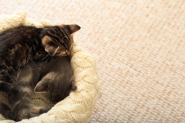Dois gatinhos de gatos listrados marrons dormem em uma manta bege de lã tricotada. Gatinho fofo e fofo. Casa aconchegante. Espaço da cópia da vista superior.