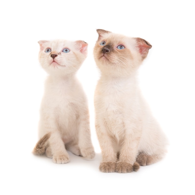 Dois gatinhos de raça pura sentados isolados no fundo branco. foto de estúdio