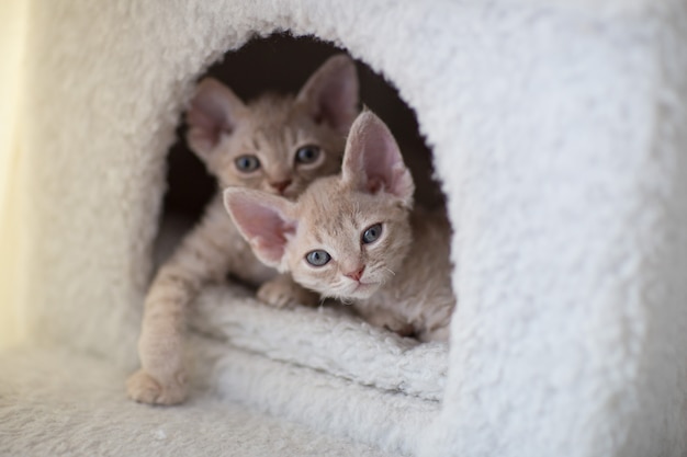 Dois gatinhos devon rex estão em uma casa de gato