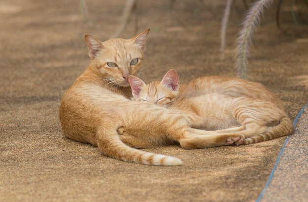 Dois gatinhos dormem ao lado de sua mãe.