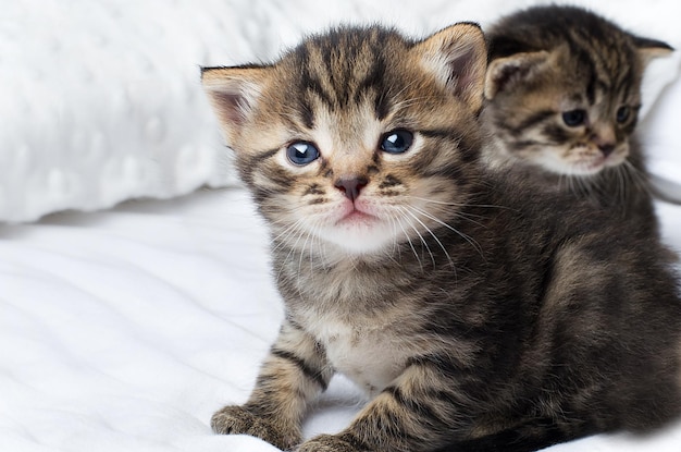 Dois gatinhos em uma cama com um deles de olhos azuis.