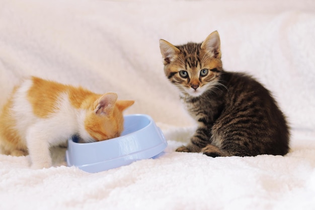 Dois gatinhos estão comendo comida macia de uma tigela de gato Conceito de cuidados com animais de estimação Nutrição equilibrada para gatos