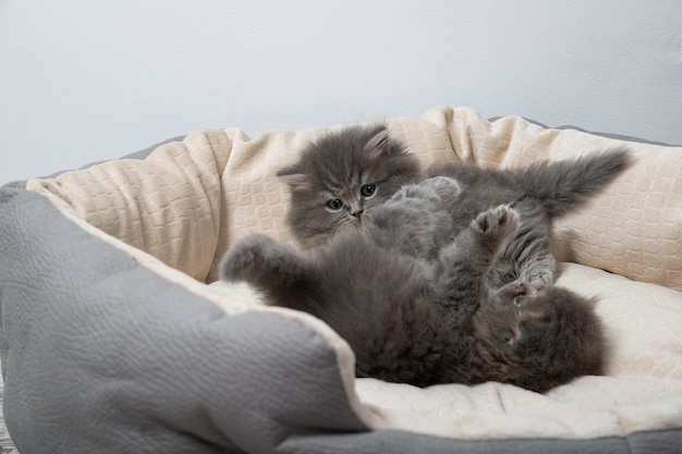 Dois gatinhos estão deitados na cama para gatos. gatinhos estão brincando