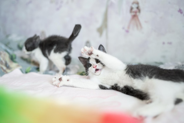 Foto dois gatinhos fofos brincando e lutando contra o conceito de adoráveis animais de estimação