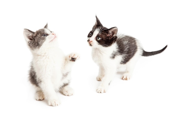 Dois gatinhos fofos e brincalhões