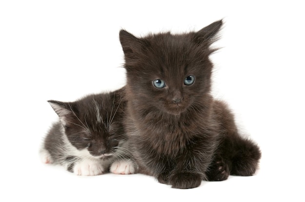 Dois gatinhos fofos isolados no fundo branco