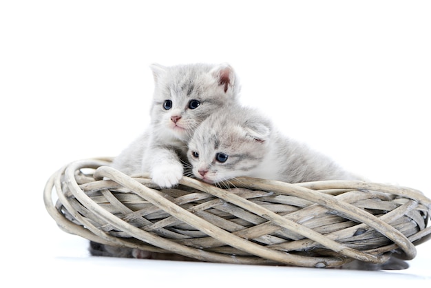 Dois gatinhos fofos recém-nascidos de olhos azuis sendo curioso e olhando para o lado enquanto estiver jogando em wr