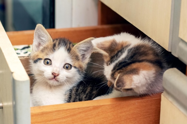 Dois gatinhos lindos estão sentados na cozinha em uma caixa Gatos interessantes e engraçados