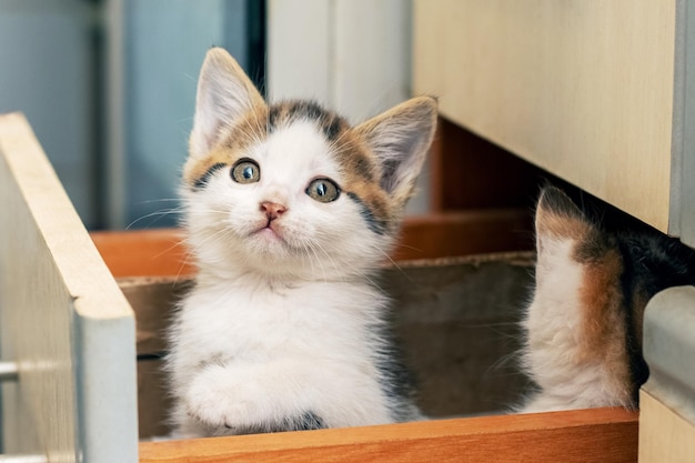 Dois gatinhos lindos estão sentados na cozinha em uma caixa Gatos interessantes e engraçados