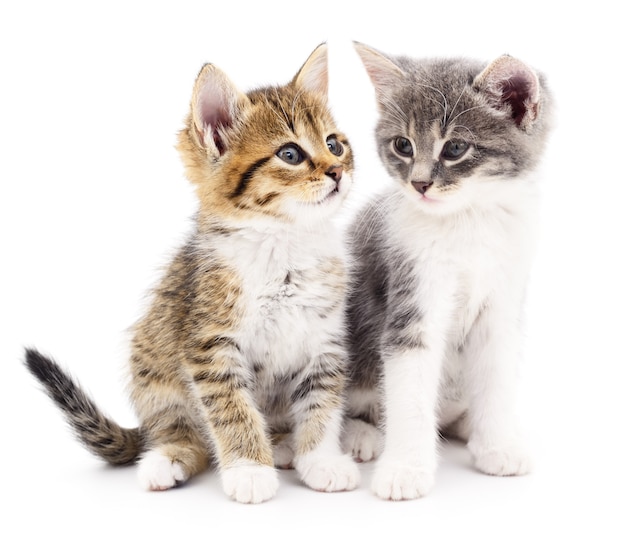 Dois gatinhos pequenos em um fundo branco.