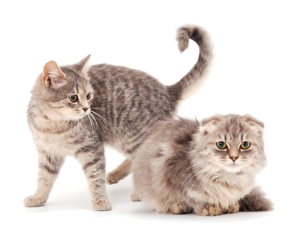 Dois gatinhos pequenos isolados