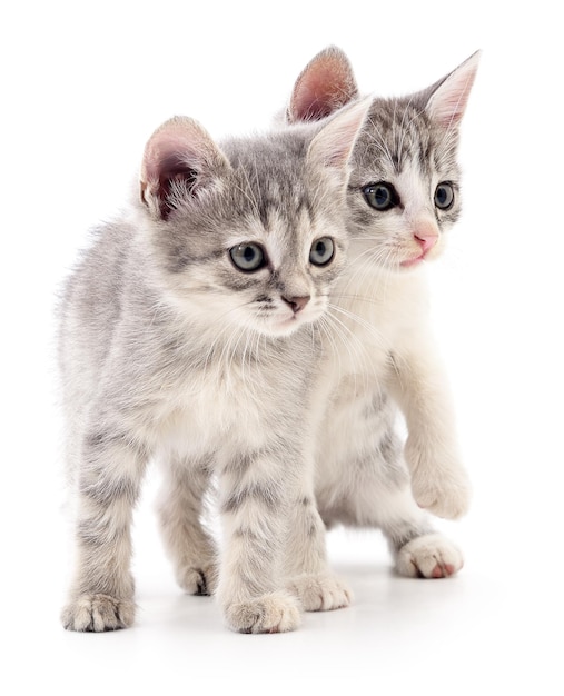 Dois gatinhos pequenos.