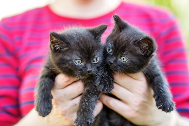 Dois gatinhos pretos nas mãos de uma mulher Conceito de animais de estimação