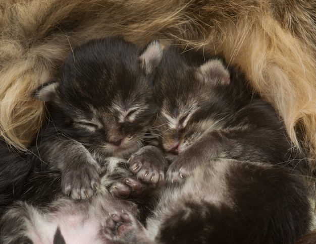 Dois gatinhos recém-nascidos dormindo ao lado de sua mãe